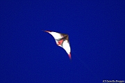 PENVINS 2012 - 0080
